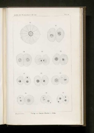 Taf. 20