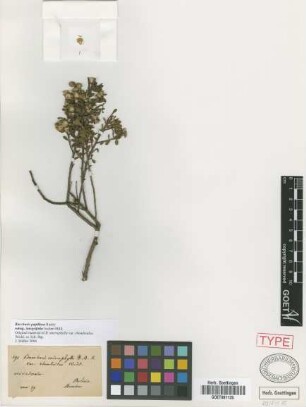 Baccharis microphylla Kunth var. Wedd. ex Sch.Bip. rhomboidea[original material]