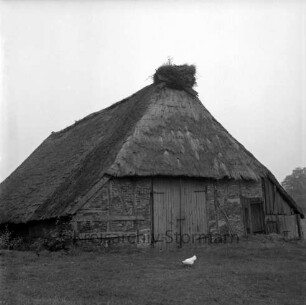 Bauernhaus mit Fachwerk und Reetdach: auf First Storchennest: vorn Grasfläche mit Weg: in der Mitte Huhn: hinten Bäume