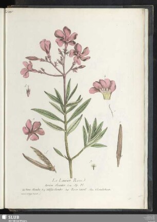 Le Laurier Rose
