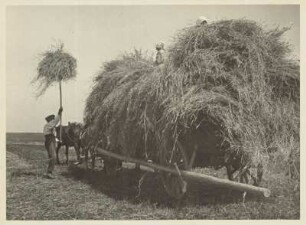 Ostpreußen. Heuernte auf einem Feld bei Angerburg. Ein Bauer belädt mit einer Heugabel ein Pherdefuhrwerk. Auf dem Fuhrwerk befinden sich Bäuerinnen