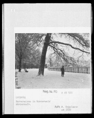 Nonnenwiese im Nonnenwald
