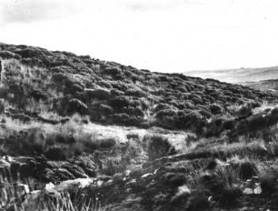 In der Sierra de Grados : Landschaft mit Vegetation