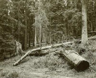 Urwald am Pop Ivan (1940 m)