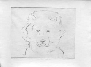 Chinesischer Hund. Kohlezeichnung (1948; E. Richter)