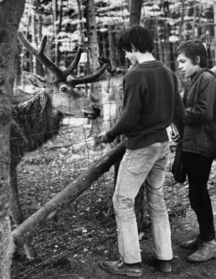 Hamburg-Nienstedten. Hirschpark ehemals Godeffroy´s Park. Jungen stehen am Zaun und betrachten einen Hirsch.