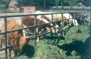 Berlin. Institut für Tierproduktion. Einheimische und exotische Rinderrassen für die Ausbildung der Studenten