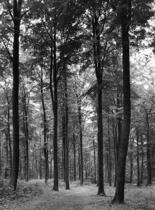 Hochwald