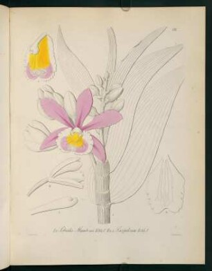 175r-175v, Sobralia Mandonii