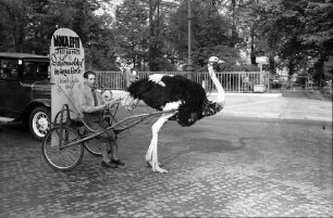 Berlin: Vogel Strauß trägt Reklamehalter durch die Straßen