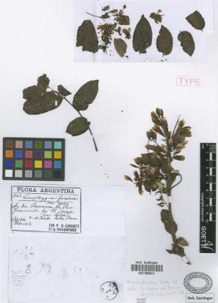 Loxopterygium gisebachii Hieron. & Lorentz ex Griseb. [holotype]