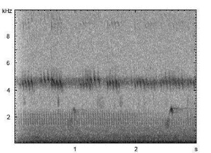 Ziegenmelker | Caprimulgus europaeus - Ruf