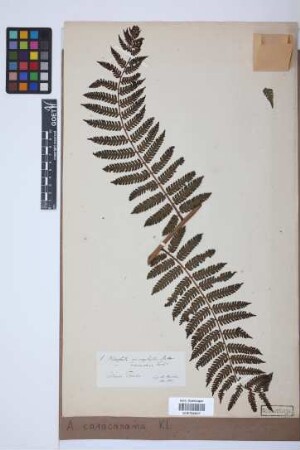 Alsophila caracasana Klotzsch