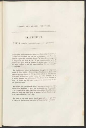 Teinturier. Vitis Tinctoria ...