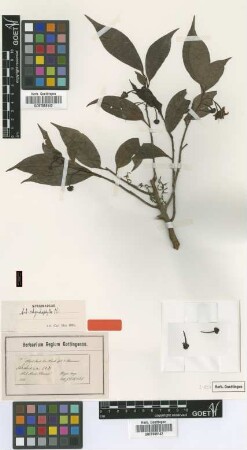 Ardisia rhynchophylla C.B.Clarke