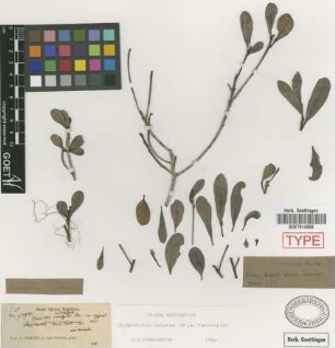 Bumelia cubensis Griseb.[syntype]