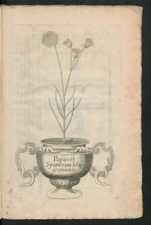 Papaver