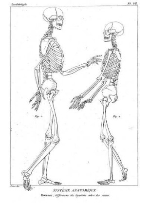 Pl. VII. Systême Anatomique Homme, différences du Squelette selon les sèxes.