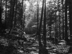 Waldstück