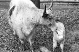 Nachwuchs bei den tibetanischen Ochsen im Tierpark Oberwald