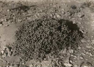 Südwestafrika (Namibia). Sukkulenten der Wüste Namib. Mesembryanthemum marlothii