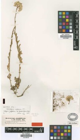 Helichrysum glanduliferum Sch.Bip. [isotype]