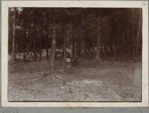 Wald mit Futterkrippen im Wildgehege in Moritzburg bei Dresden