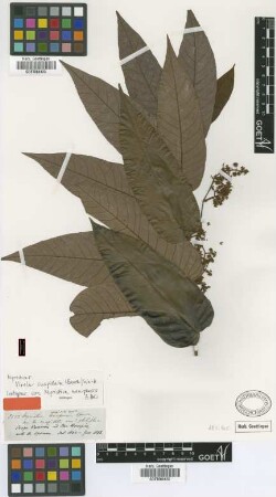 Myristica uaupensis Spruce ex A.DC. [isotype]