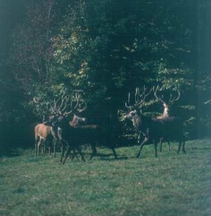 Urwald Sababurg. Rotwild