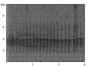 Buntspecht | Dendrocopos major - Trommeln, Ruf