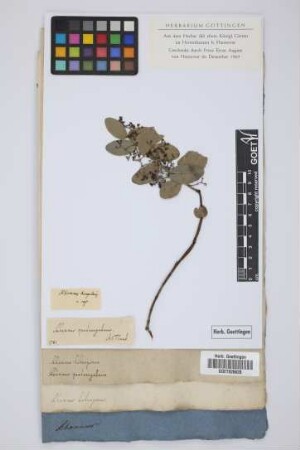 Rhamnus tetragonus