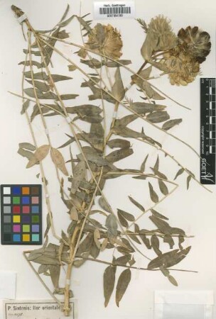 Astragalus megalacmus Freyn & Sint. [type]