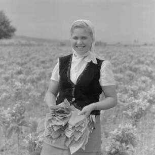 Tabakernte auf den Feldern der Landwirtschaftlichen Produktionsgenossenschaft in Konusch in der Gegend von Chaskowo