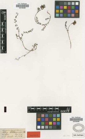 Astragalus sikkimensis Benth. [isotype]
