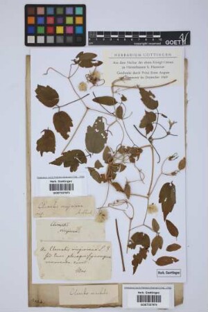 Clematis virginiana L.