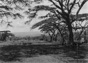 Savanne : Savanne in Kenia