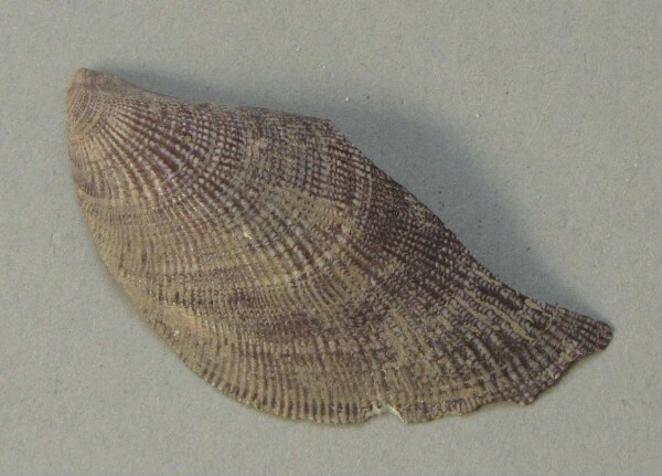 Muschelschmuck (Fragment)