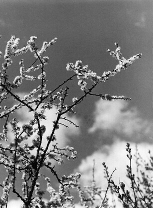 Wolkenbilder. Wolken hinter blühenden Zweigen