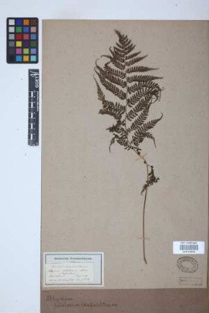 Athyrium foliolosum (Wall.) Moore ex Sm.