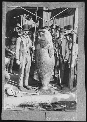 Long Beach. Jew Fish Caught at Long Beach, California