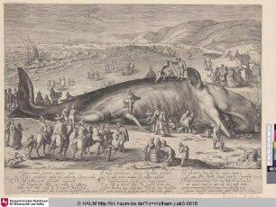 [gestrandeter Pottwal bei Berkhey, 3. Februar 1598; Sperm whale beached near Berkhey on 3 february 1598]