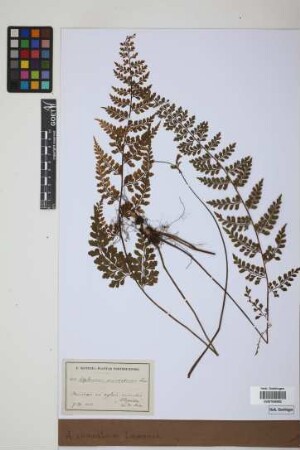 Asplenium cuneatum Lam.