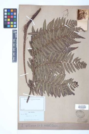 Alsophila villosa (Willd.) Desv.