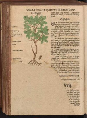 [Buchbaum, Cap.] LXXII