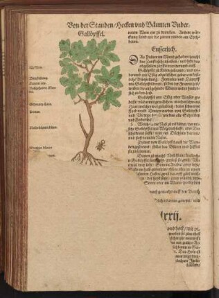 [Buchbaum, Cap.] LXXII