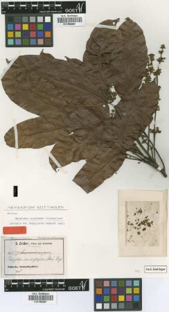 Pachylobus macrophyllus (Oliv.) Engl.