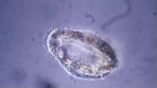 Cyphonautes larva Sylt 2016