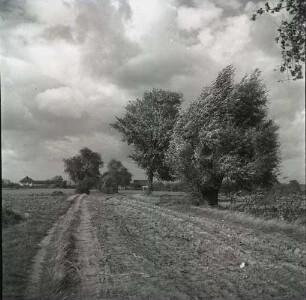 Herbststürme - Autumn storms : Bäume im Wind