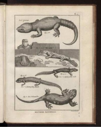 Pl. 11