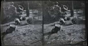 Paris. Stachelschweine im Jardin d'Acclimatation